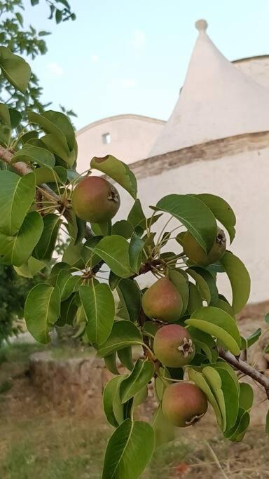 Podere Del Gelso Bianco, Vacation Rental Ostuni Eksteriør bilde