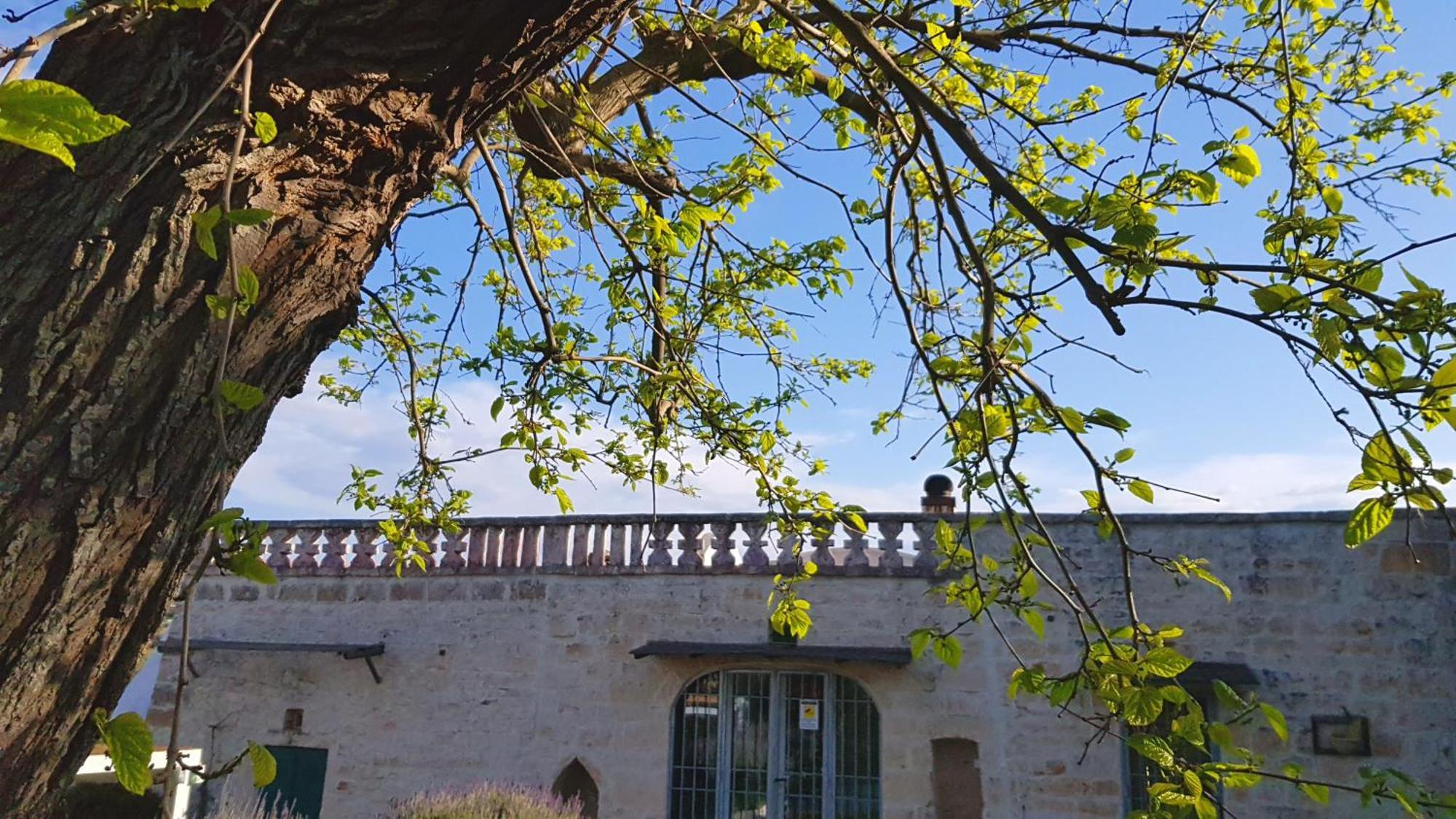 Podere Del Gelso Bianco, Vacation Rental Ostuni Eksteriør bilde